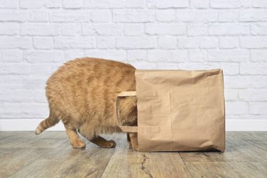 Curious ginger cat stuck his head inside a paper bag. Side view with copy space.