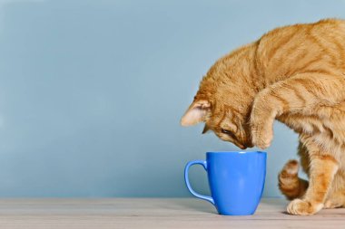 Cute ginger cat looking curious to a coffee cup on the table.
