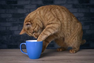 Funny red cat puts the paw in a coffee cup on the table.