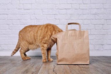 Funny red cat looking curios inside a paper bag. Side view with copy space.