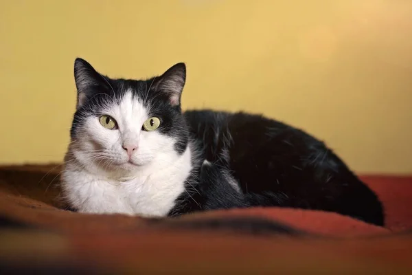 Relaxed Black White Tuxedo Cat Bed Looking Camera —  Fotos de Stock