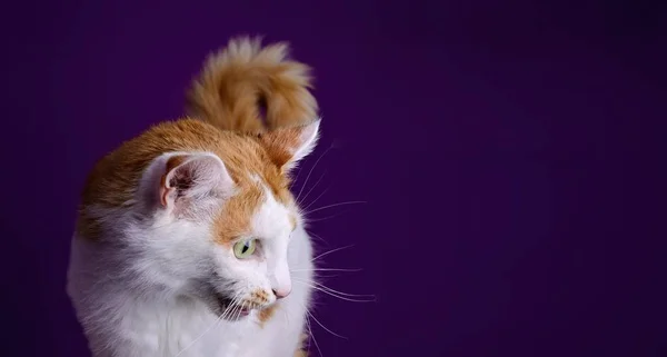 Симпатичная Тэбби Кошка Делает Смешное Лицо Открытым Ртом Фиолетовом Фоне — стоковое фото