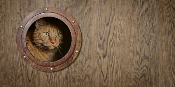 赤い猫がポータル越しに不思議な顔をしている コピースペースとパノラマ画像 — ストック写真