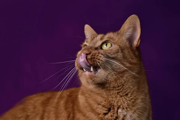 인물사진웃긴 고양이가 어두운 배경에서 입술을 — 스톡 사진