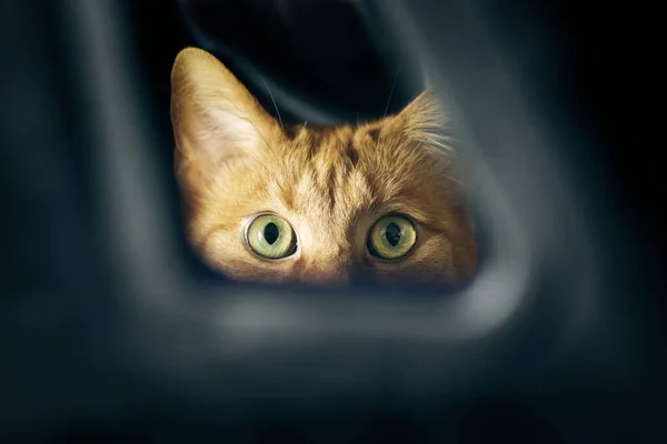 Gato Vermelho Bonito Espreitando Através Buraco Imagem Horizontal Com Foco — Fotografia de Stock