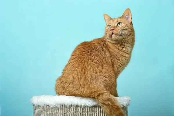 Gato Vermelho Bonito Sentado Posto Arranhões Olhando Curioso Para Longe — Fotografia de Stock