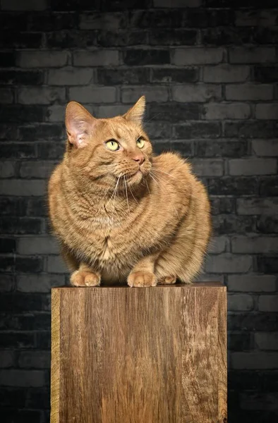 红色的胖胖的猫坐在木制的柱子上 望着别处 垂直图像 — 图库照片