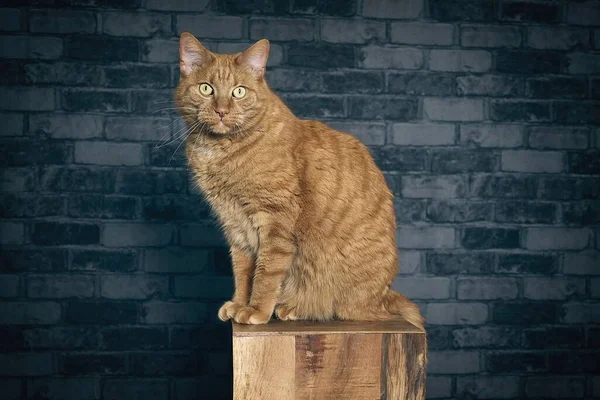 Gato Tabby Vermelho Sentado Coluna Madeira Olhando Para Câmera Imagem — Fotografia de Stock