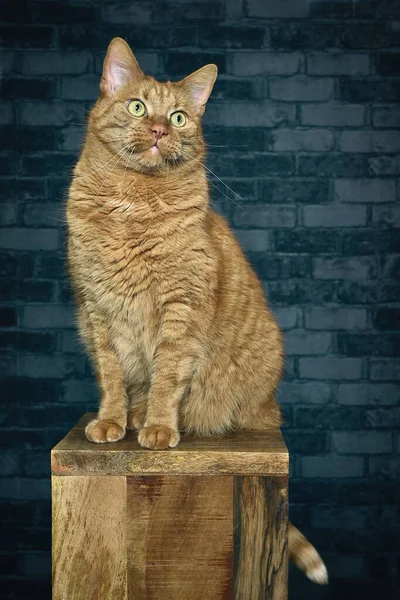 可爱的胖胖的猫坐在木制柱子上 看起来很滑稽 垂直图像 — 图库照片
