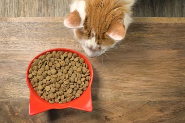 Tatlı tekir kedi masada kedi maması kurutmaya meraklı görünüyor. Boşluğu Kopyala ile üst görünüm.