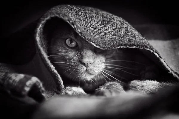 Tabby Cat Ukrywa Się Pod Kocem Patrzy Kamerę Czarno Biały — Zdjęcie stockowe
