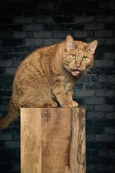 แมวส แดงตลกน งบนคอล และย นออกมา ภาพแนวต — ภาพถ่ายสต็อก