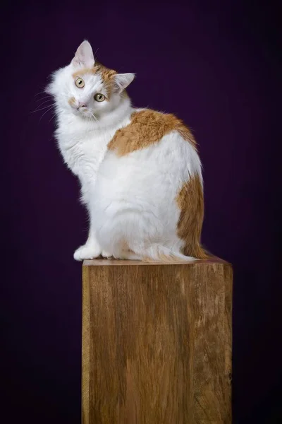 Słodki Kot Długimi Włosami Siedzący Drewnianym Podium Śmiesznie Wyglądający Przed — Zdjęcie stockowe