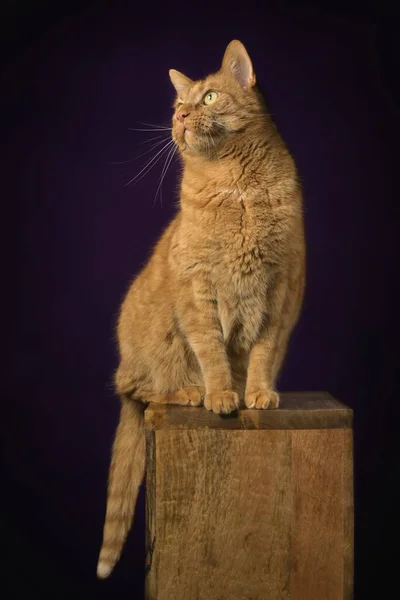 Gato Vermelho Bonito Sentado Pódio Madeira Olhando Engraçado Longe Imagem — Fotografia de Stock