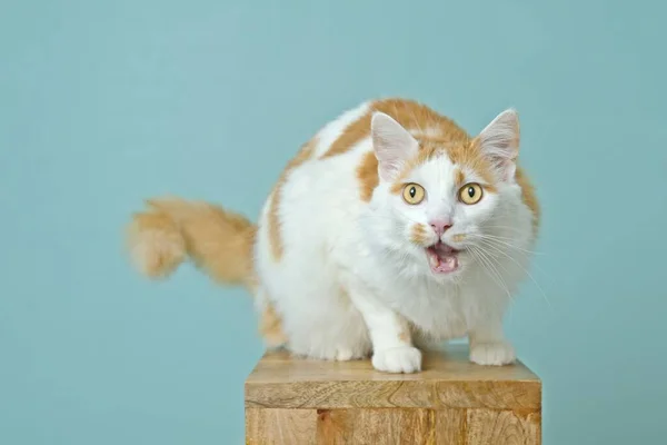 Gato Cabelo Longo Sentado Coluna Madeira Olhando Surpreso Com Boca — Fotografia de Stock