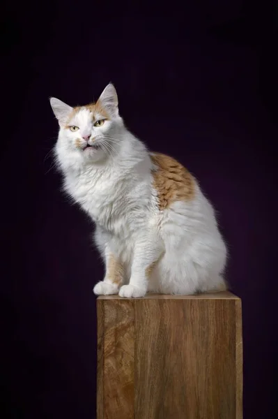 Zabawny Kot Długimi Włosami Siedzący Drewnianym Podium Robiący Głupią Minę — Zdjęcie stockowe