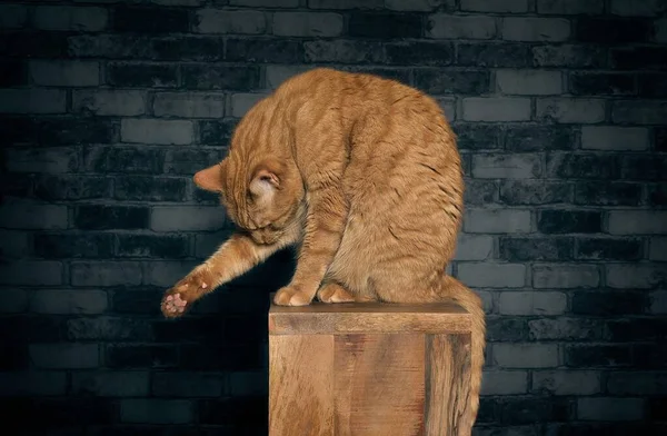 Χαριτωμένο Τζίντζερ Γάτα Κάθεται Ξύλινη Στήλη Και Τον Καθαρισμό Εαυτό — Φωτογραφία Αρχείου