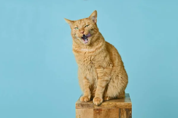 Gato Vermelho Engraçado Sentado Coluna Madeira Sorrindo Com Língua Adesiva — Fotografia de Stock