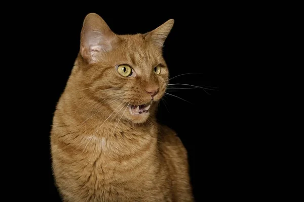 Портрет Смешной Красной Кошки Мяукающей Тёмном Фоне — стоковое фото