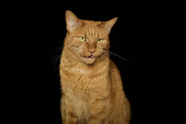 Портрет Забавного Красного Кота Делающего Глупое Лицо Тёмном Фоне — стоковое фото