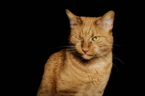 귀여운 고양이가 표정을 배경에서 윙크를 — 스톡 사진