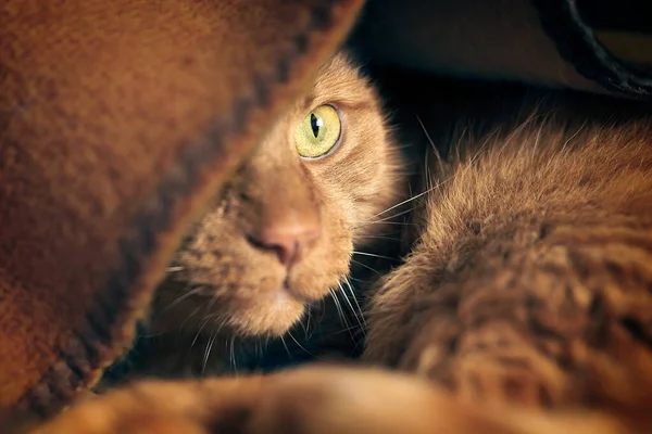红猫躲在毛毯下的特写镜头 带着选择性的焦点向别处看 — 图库照片