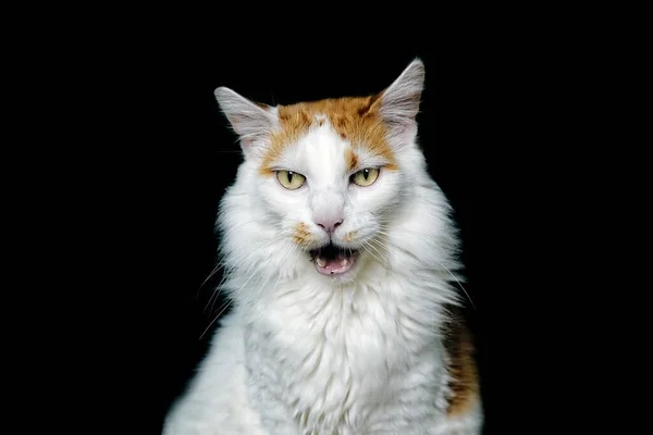 Retrato Gato Engraçado Longhair Fazendo Rosto Bobo Sobre Fundo Escuro — Fotografia de Stock