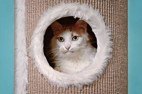 Симпатичний Таббі Кіт Виглядає Цікаво Подряпини Бочки — стокове фото