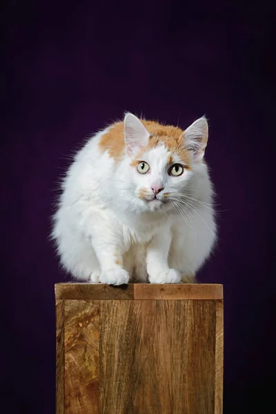 可爱的长毛猫坐在木制讲台上 好奇地看着相机 具有复制空间的垂直图像 — 图库照片