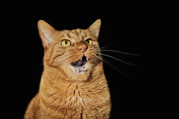 แมวข งตลกท าหน าโง เหน นหล — ภาพถ่ายสต็อก
