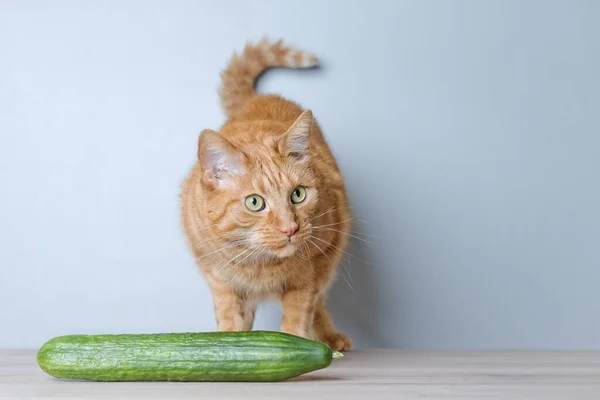 stock image Cute red cat stands behind cucumber and looks irritated away.