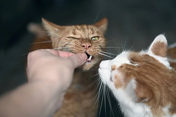 Sällskapsdjur Ägare Utfodring Behandlar Lekfulla Katter Horisontell Bild Med Mjukt — Stockfoto