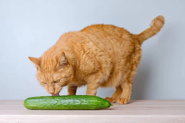 Grappige Giechelaar Kat Likt Aan Een Komkommer Tafel — Stockfoto