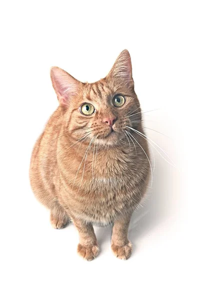 Симпатичная Красная Кошка Любопытно Смотрится Камеру Изолированный Белом Фоне Копировальным — стоковое фото