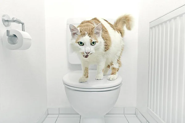 Симпатичная Тэбби Кошка Сидит Человеческом Унитазе Смешно Смотрит Камеру — стоковое фото