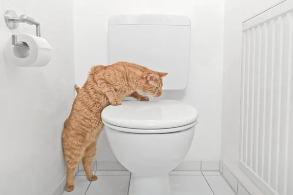 可爱的红猫在人类的厕所里看起来很好奇 — 图库照片