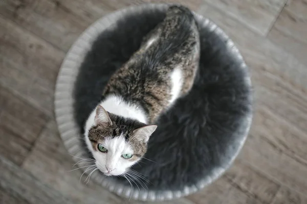 Aranyos Cica Látszó Ból Felülrõl Miközben Használ Egy Macska Ágy — Stock Fotó