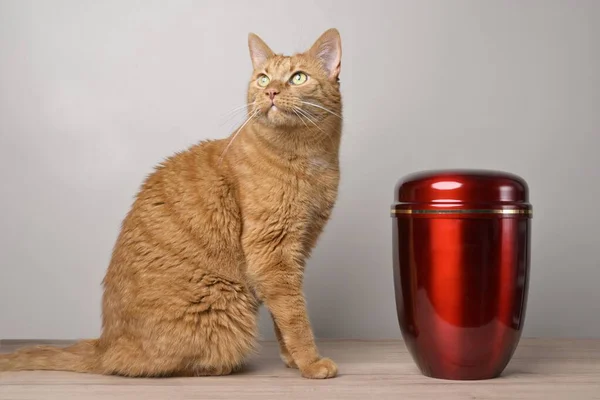 Pamiątkę Zwierzaka Czerwony Kot Obok Urny Patrzący Górę — Zdjęcie stockowe