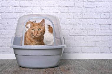 Kapalı kutu kullanan iki komik kedi. Kopyalama alanı olan yatay resim.