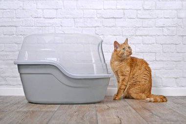Komik kızıl kedi kapalı bir çöp kutusunun yanında merakla bekliyor..