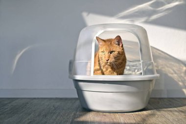 Cute red cat sitting in a closed litter box and looking outside. Horizontal image with dramatic light. clipart