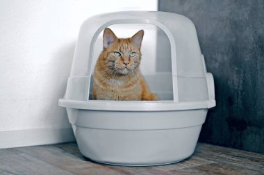 Kapalı bir kutuda oturan sevimli kızıl kedi ve başka tarafa bakıyor. Seçici odaklı yatay resim.