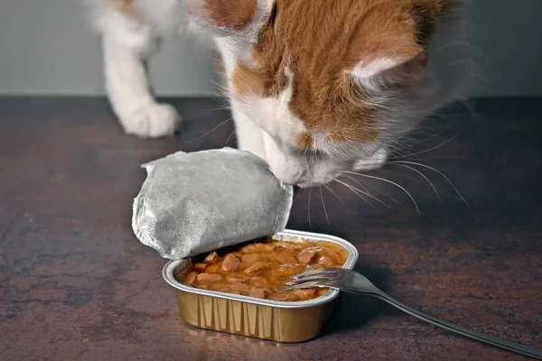 Tabby Katt Loking Nyfiken Öppen Förpackning Vått Sällskapsdjur Mat Med Royaltyfria Stockbilder