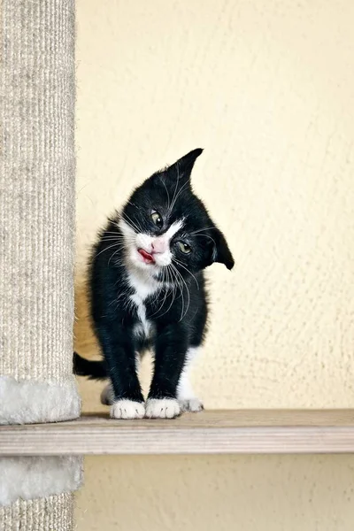 Roztomilé Koťátko Smokingu Dělá Legrační Obličej Svislý Obrázek Selektivním Ostřením — Stock fotografie