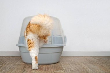 Kapalı bir çöp kutusuna uzun saçlı kedi adımları. Kopyalama alanı olan yatay resim.