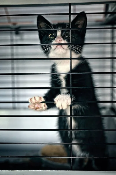 Little sad kitten in an animal shelter keeps an eye out. Vertical image.