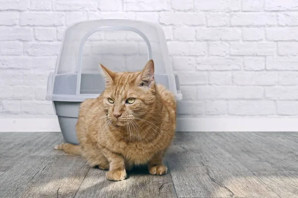 Red cat sitting in front of a litter box and waiting. Horizontal image with copy space.