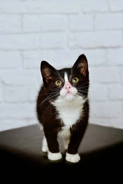 可爱的燕尾服小猫好奇地看着相机 选择性聚焦的垂直图像 — 图库照片