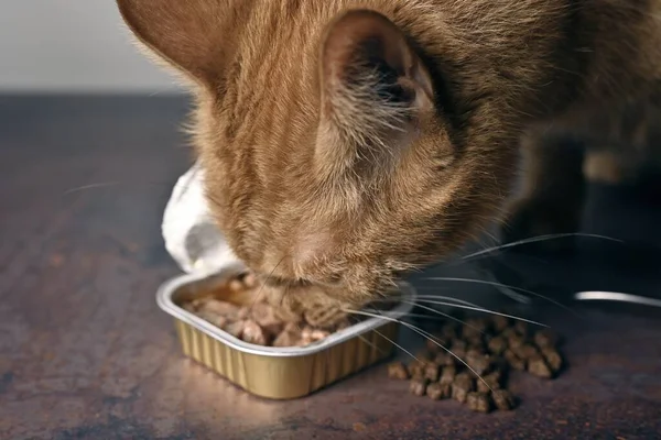 Close Hungry Ginger Cat Eating Out Wet Cat Food — Stock Photo, Image