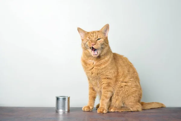 Funny Ginger Cat Sitting Next Cat Food Can Grimacing Mouth — Stock Photo, Image